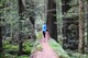 Exploring redwoods